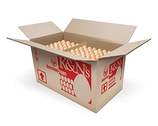 Broiler Hatching Eggs