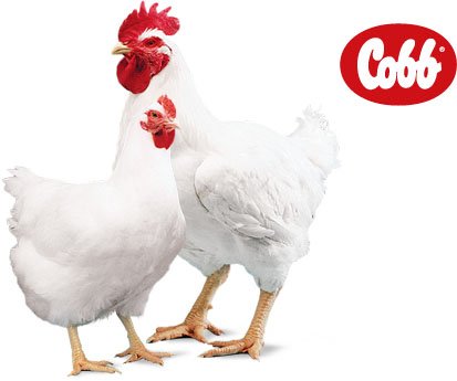 Cobb Parent